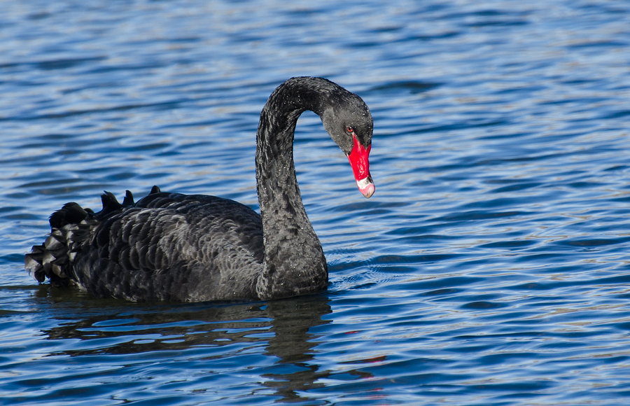 Cyber Situational Awareness Prevent the Black Swan Cyber Event?