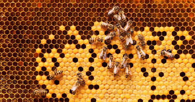 Closeup of bees making honey on a honeycomb