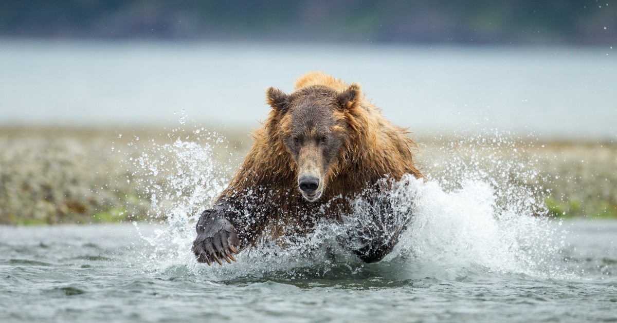 Bears Nation on X: I mean this is pretty freaking cool… 